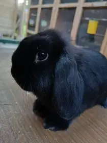 Zakrslý beránek