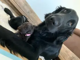 Prodáme hnědá a černá štěňátka Flat Coated Retrievra s PP