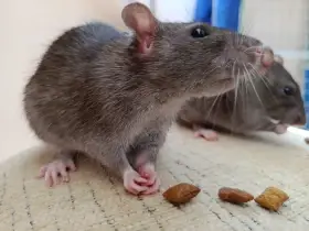 Vymazlení potkánci do chovů, ale především jako domácí mazlíčci