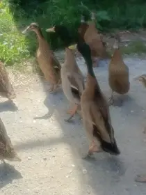 Indický běžec 13 ks