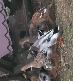 Daruji běžce kachny i kačeři