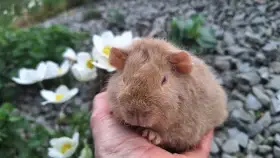 Miminka morčátek US teddy