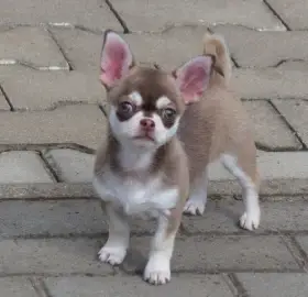 Čivava krátkosrstá s PP