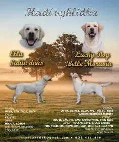 Labradorský retrívr - žlutá štěňátka s PP