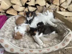 Daruji krásná koťátka, koťata, kotě, koťátko