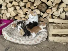 Kotatka s maminkou