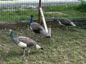 Prodáme Pávi korunkaté: 1 samec, 2 samice