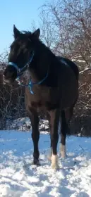 Sleva- Vranka s pp