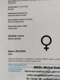 Pyrura zelenolici pineapple chovná pára.
