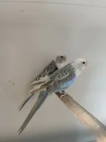 Rosela pestrá modrá straka
