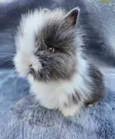 Zakrslý Teddy králíček, králík