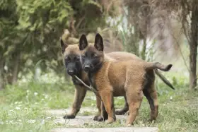 Belgický ovčák Malinois s PP