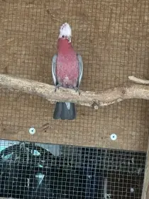 Kakadu růžový
