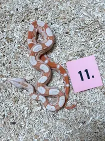 Hroznýš královský RLT Albino  Albino Kahl het Snow 2