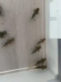 Axolotl Mexický