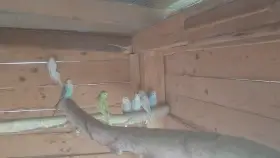 Prodám Andulku vlnkovanou