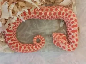 Heterodoni NZ 26