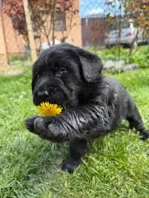 Labrador retriever s PP - černý pejsek
