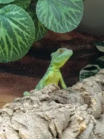 Sháním samce Baziliška Zeleného