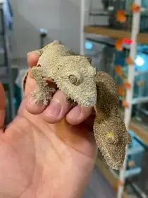 Pair of mossy leaf-tailed geckos (1.1 Uroplatus sikorae)