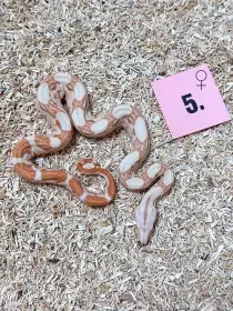 Hroznys kralovsky Albino het Snow Kahl