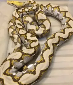 Malayopython Reticulatus