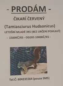 Čikari červený