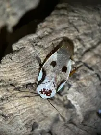 Gyna centurio