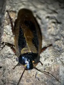 Eublaberus marajoara