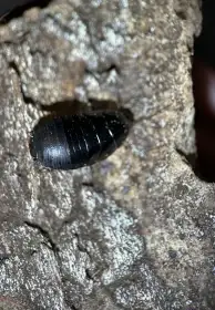 Pycnoscelus nigra