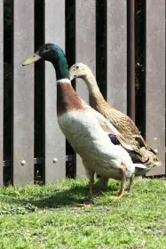 Kachňata indických běžců