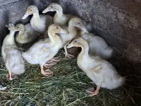 Kachňata saská