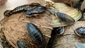 Prodej švábů argentinských (Blaptica dubia)