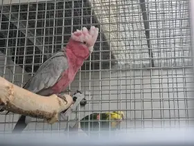Samice kakadu růžový