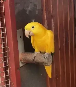 Guaruba guarouba 1.0