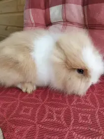 Prodám mláďata zakrslých Teddy králíčků