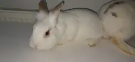 Prodám Lvíčka