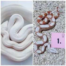 Hroznýš královský Albino RLT, Albino