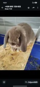 Prodám chovnou samici minilopa