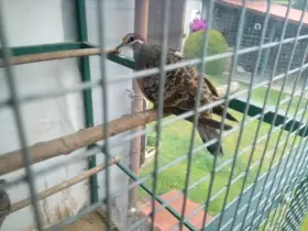 Prodám mladý pár Holuba Bronzovokřídlého
