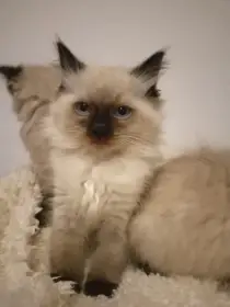 Ragdoll kotatka