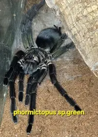Prodám i vyměním