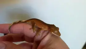 Pagekon řasnatý Correlophus ciliatus Red Phantom – mládě