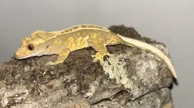 Pagekon řasnatý 0.1 (Correlophus ciliatus)