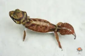 Nephrurus sp., Teratoscincus keyserlingii, Pachydactylus latirostris,…