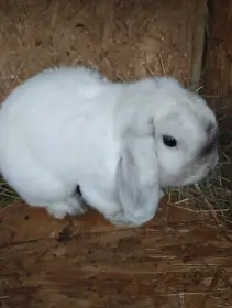 Prodám chovného samečka minilopa