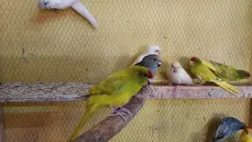 Kakariki