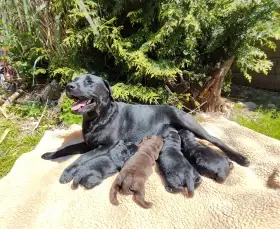 Labradorský retriever