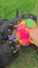 Štěňata rotvajler s PP - Rottweiler - štěně RTW