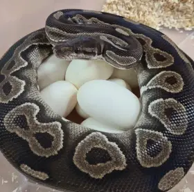Krajta královská Python regius